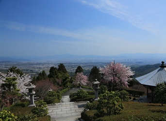山桜　開山堂付近　桜越しに京都市街も望む