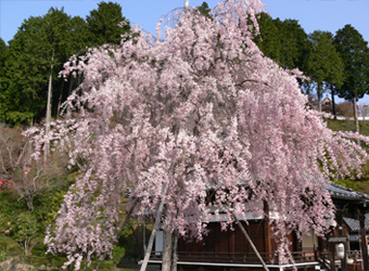 枝垂れ桜　釈迦堂前　長く見頃が続きます